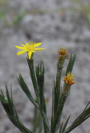 Pityopsis graminifolia