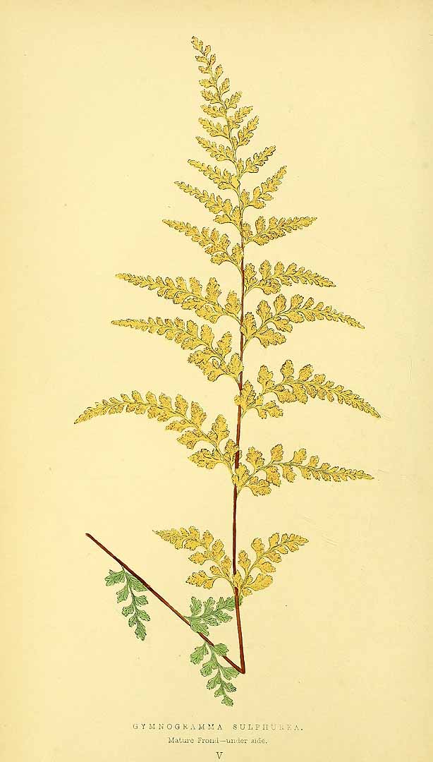 Pityrogramma sulphurea