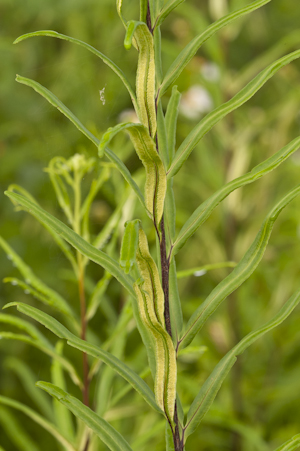 Pityrogramma trifoliata