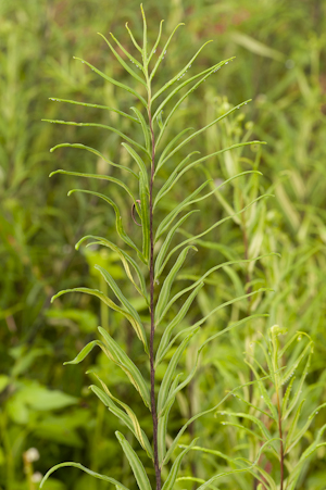 Pityrogramma trifoliata