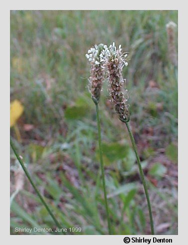 Plantago lanceolata