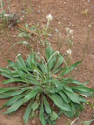 Plantago lanceolata