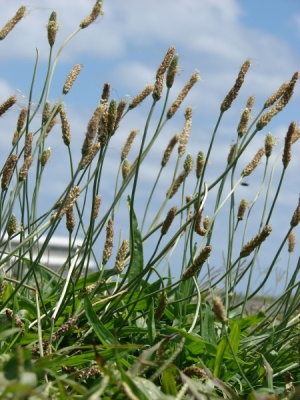 Plantago lanceolata