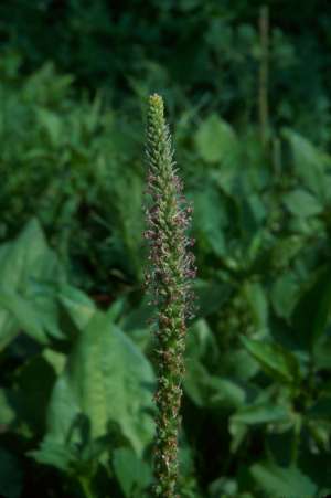 Plantago major