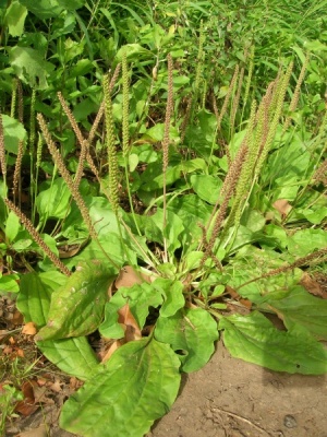 Plantago major