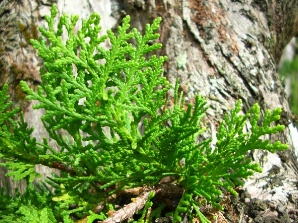 Platycladus orientalis