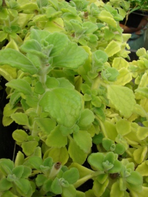 Plectranthus amboinicus