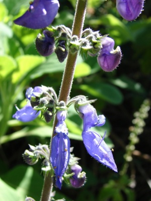 Plectranthus amboinicus