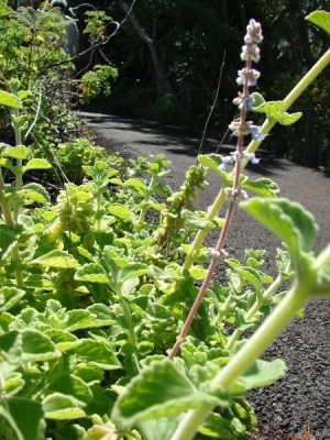 Plectranthus amboinicus