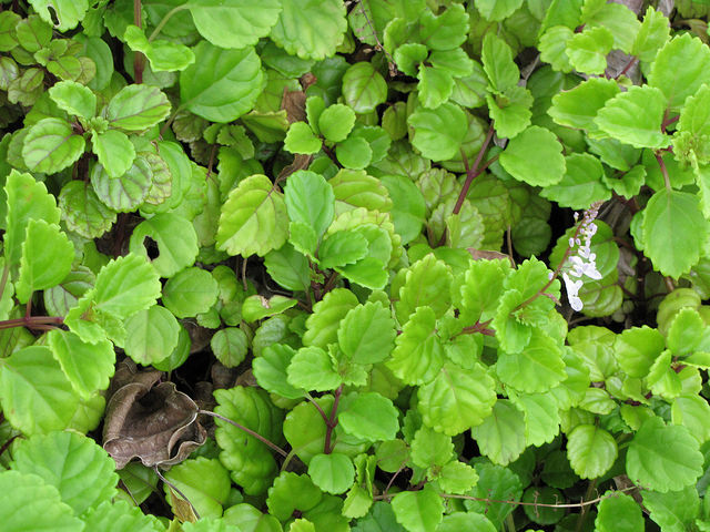 Plectranthus verticillatus