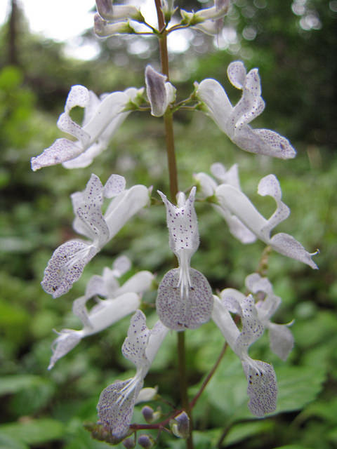 Plectranthus verticillatus