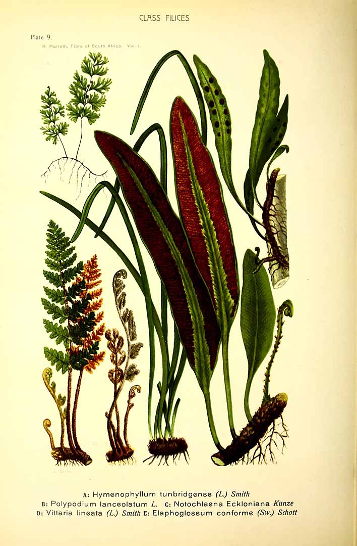 Pleopeltis macrocarpa