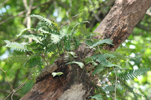 Pleopeltis polypodioides