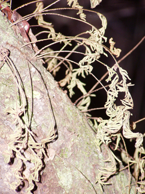 Pleopeltis polypodioides