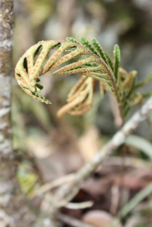 Pleopeltis polypodioides