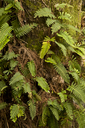 Pleopeltis polypodioides