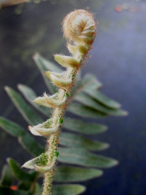Pleopeltis squamata