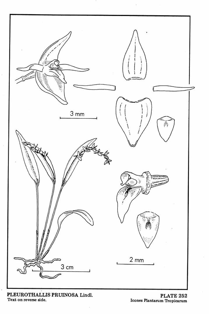 Pleurothallis pruinosa