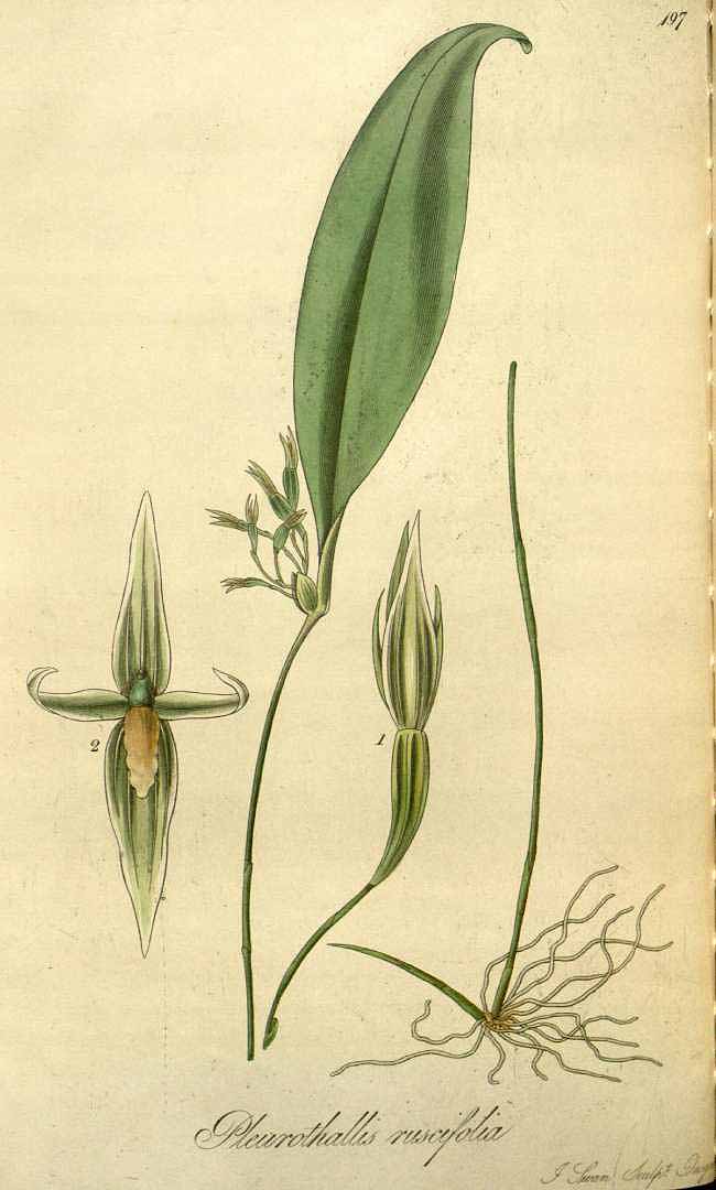 Pleurothallis ruscifolia