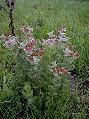 Pluchea baccharis