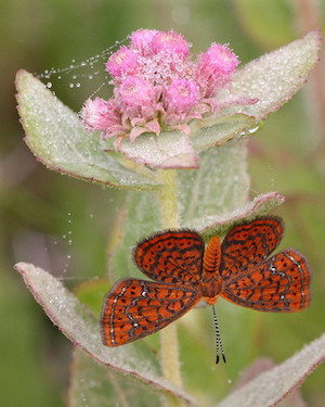 Pluchea baccharis