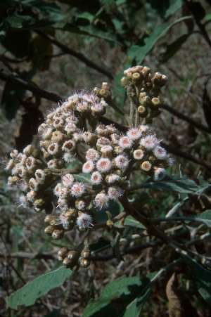 Pluchea carolinensis