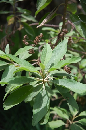 Pluchea carolinensis