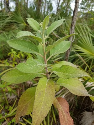 Pluchea carolinensis