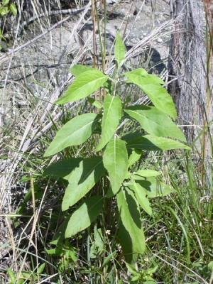 Pluchea carolinensis