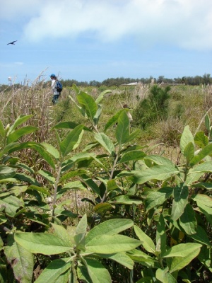 Pluchea carolinensis