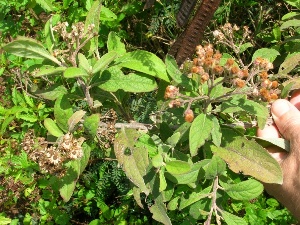 Pluchea carolinensis