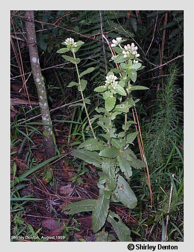 Pluchea foetida