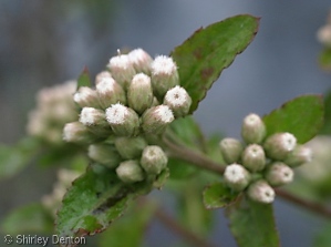 Pluchea foetida