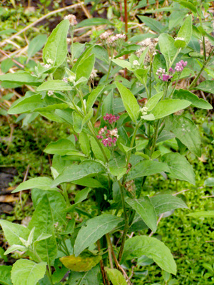 Pluchea odorata