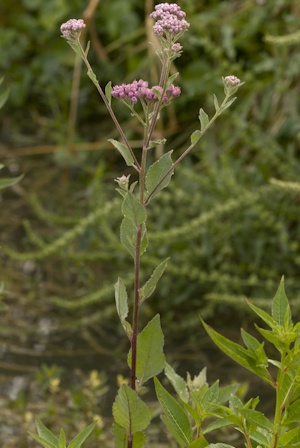 Pluchea odorata