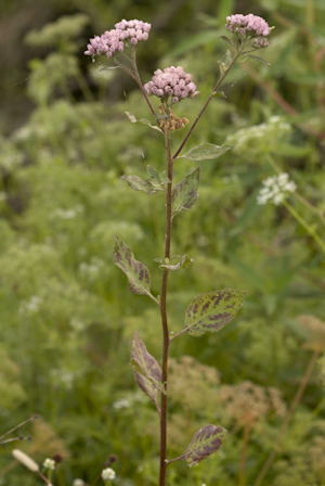 Pluchea odorata