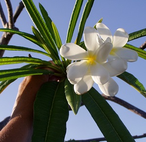 Plumeria alba