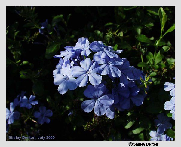 Plumbago auriculata