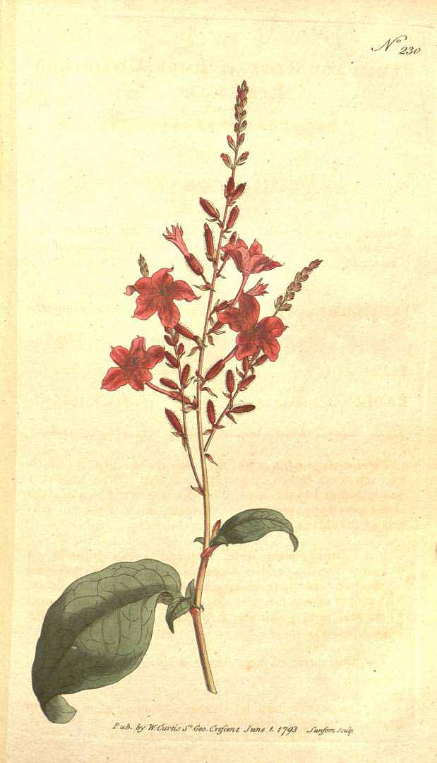 Plumbago indica