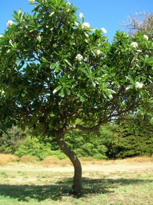 Plumeria obtusa