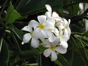 Plumeria obtusa