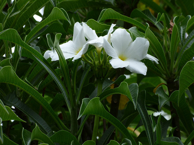 Plumeria pudica