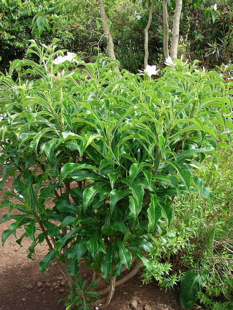 Plumeria pudica