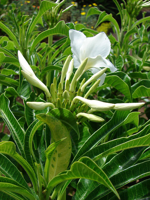 Plumeria pudica