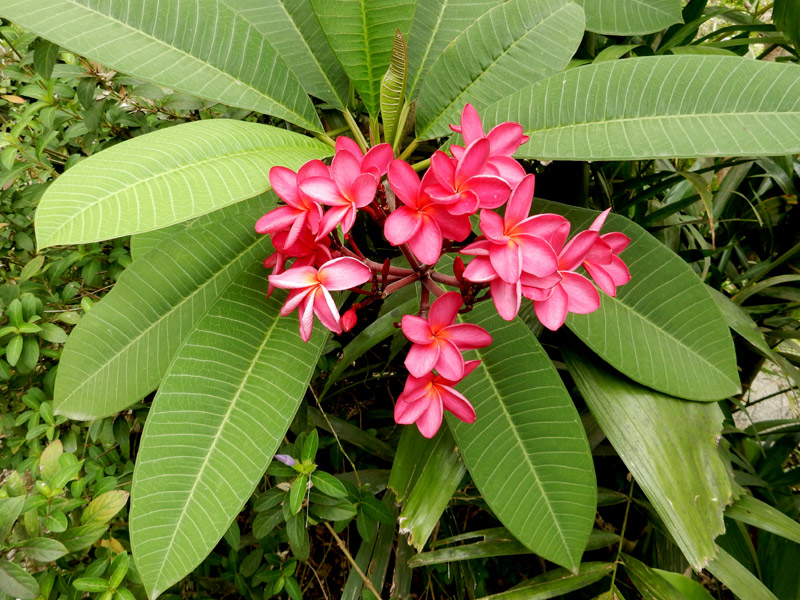 Plumeria rubra