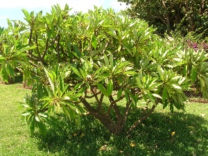 Plumeria rubra