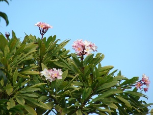 Plumeria rubra