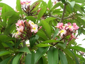 Plumeria rubra