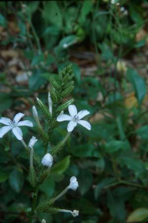 Plumbago zeylanica