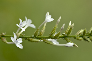 Plumbago zeylanica